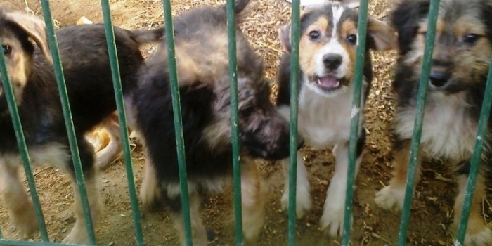 photos_animaux03