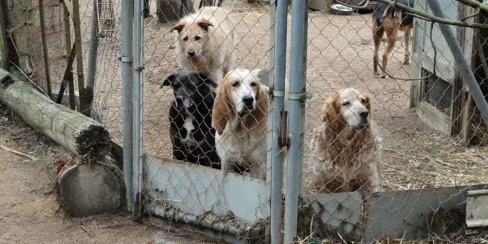 photos_animaux08