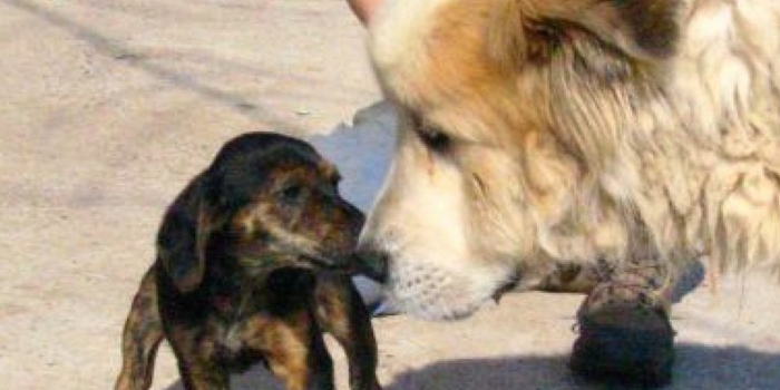 photos_animaux21