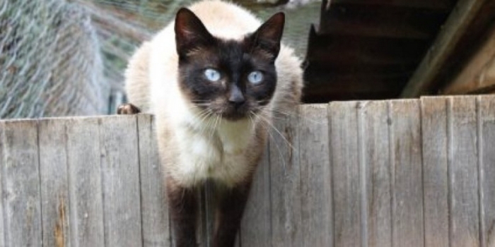 photos_animaux24