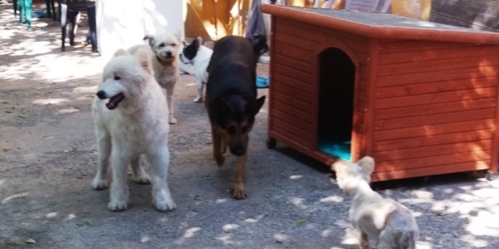 photos_animaux20