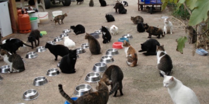 photos_animaux18