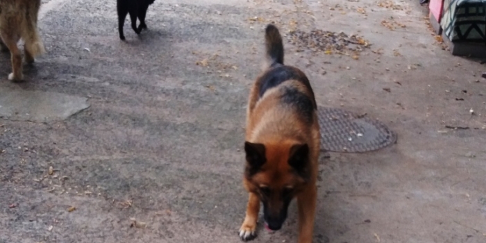 photos_animaux01