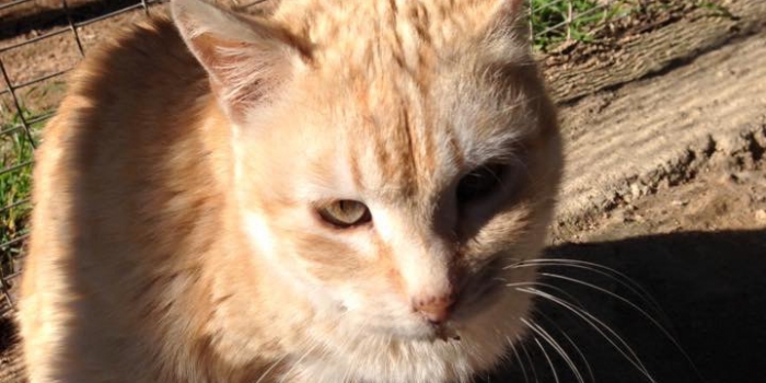 photos_animaux06