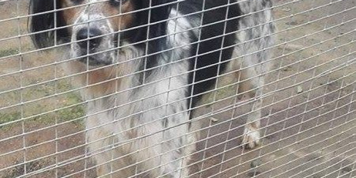 photos_animaux07