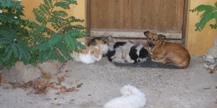 photos_animaux12
