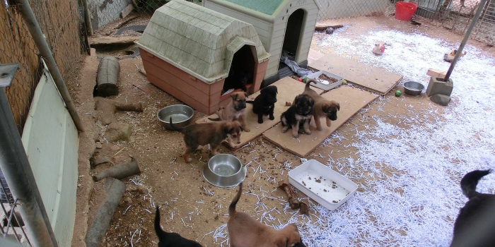 photos_animaux14
