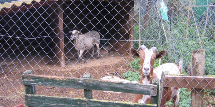 photos_animaux17